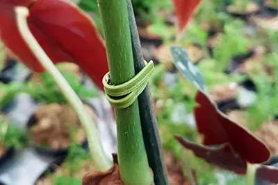 Arame de Orquídeas